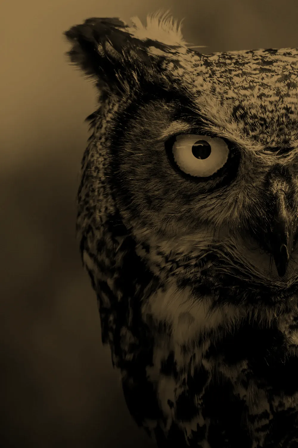 Great horned owl watching, duotone treatment